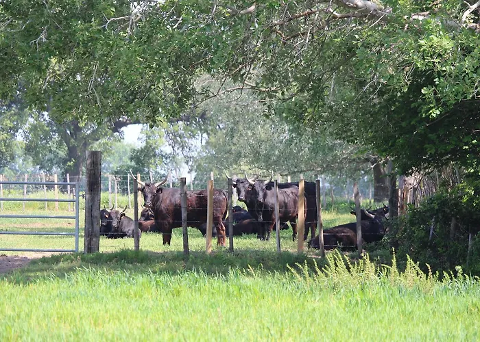 Manade Saint Louis Mas De La Paix